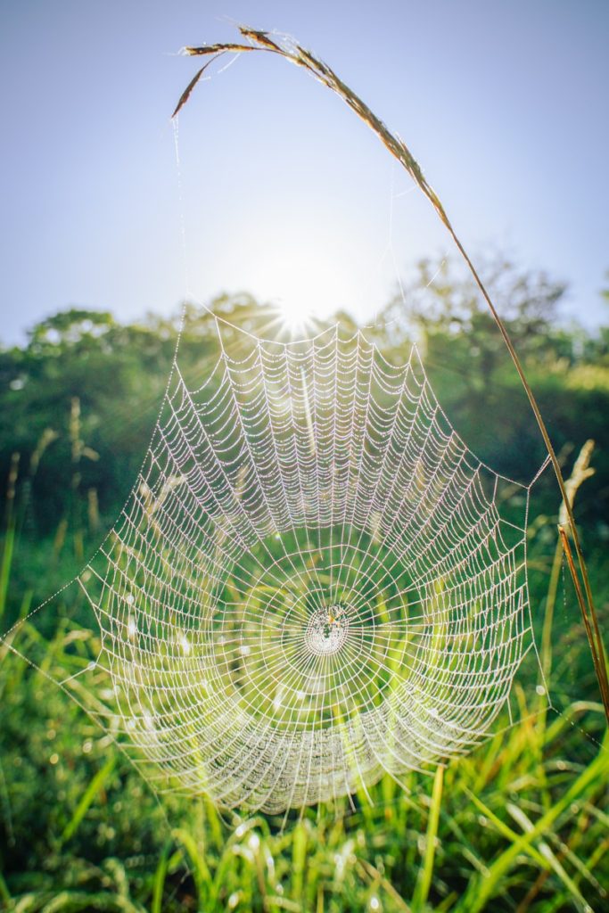 spider web on green grass during daytime