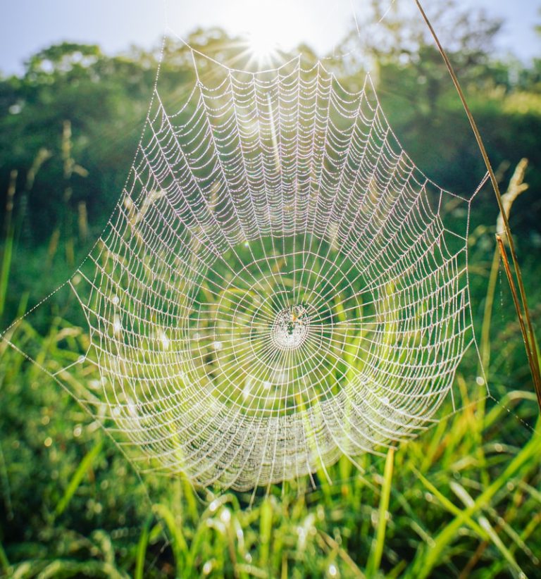 spider web on green grass during daytime
